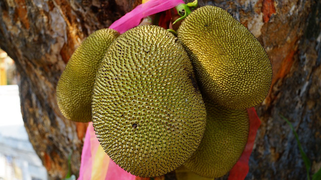 jackfruit-1087108_960_720_副本.jpg